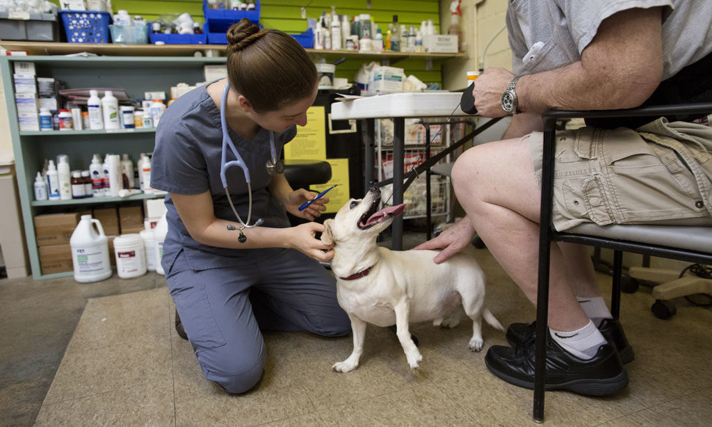 55 HQ Pictures Gainesville Florida Pet Rescue - Cats And Dogs Sniff Out New Homes The Independent Florida Alligator